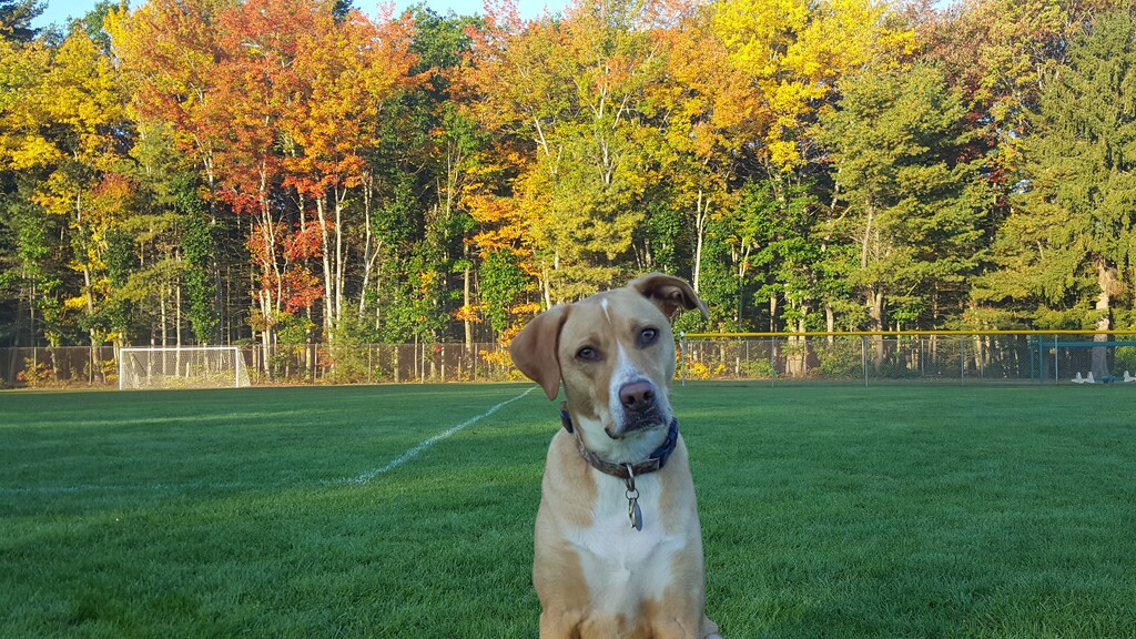 Miniature of Daisy in nature