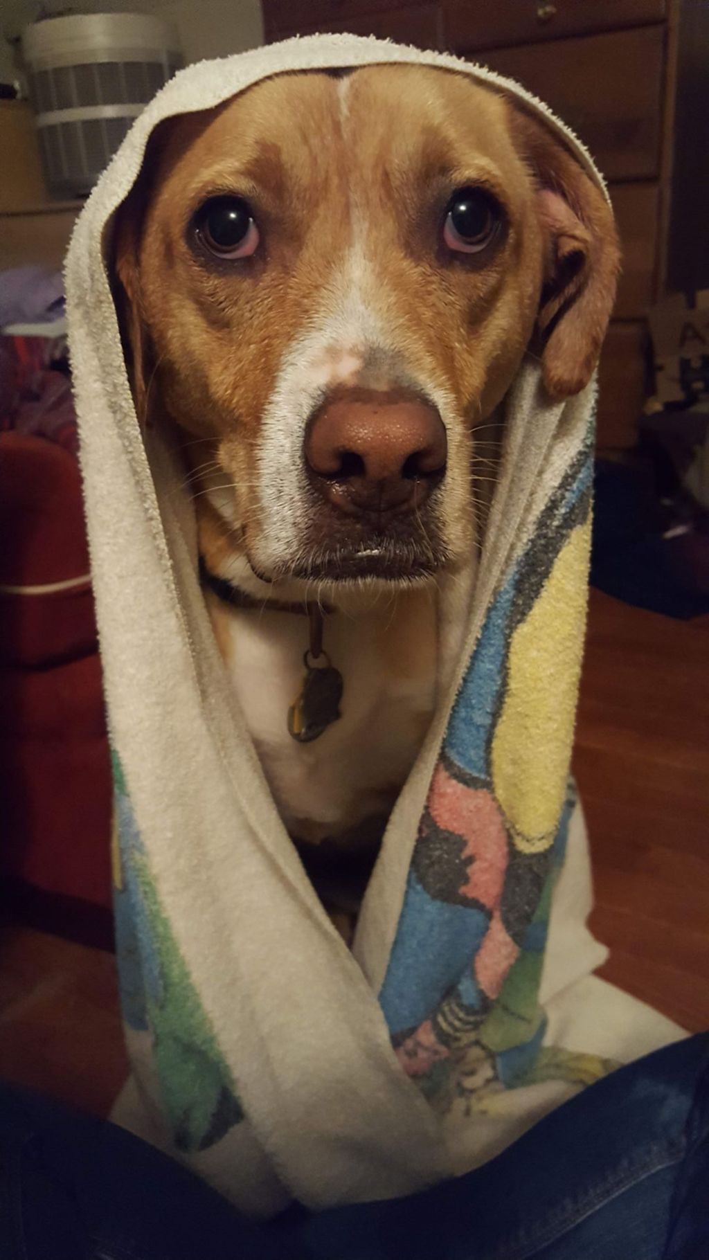 Miniature of Daisy in a towel