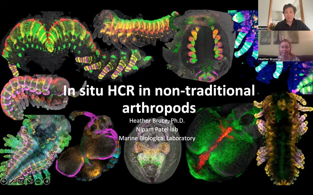 In situ HCR in non-traditional arthropods